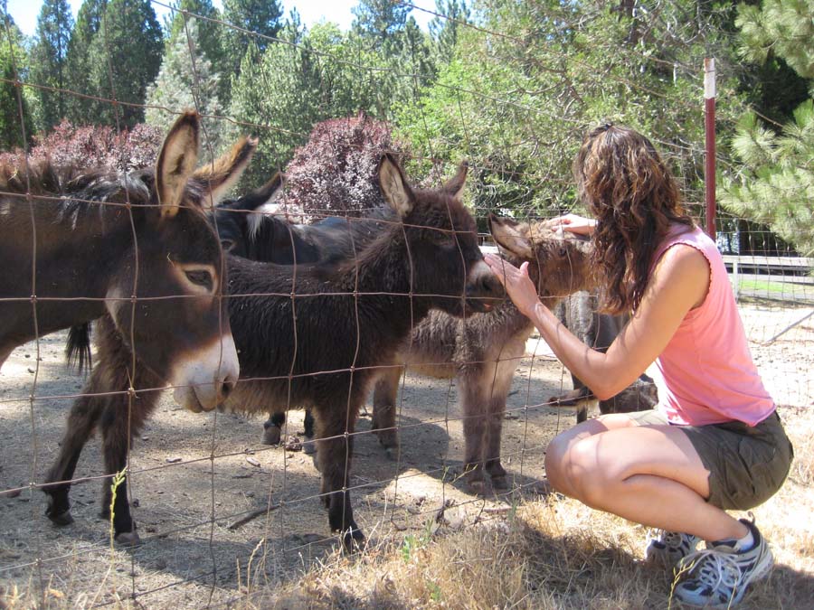 Michelle petting baby mini donkeys